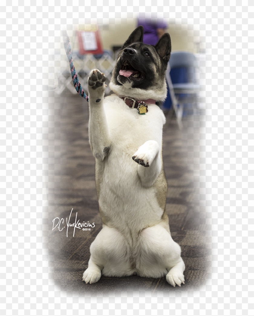 French Bulldog , Png Download - French Bulldog Clipart #2447254