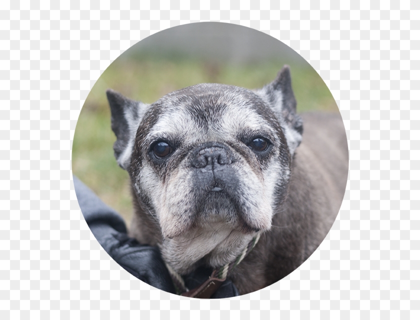 Bella The French Bulldog - French Bulldog Clipart #2447582