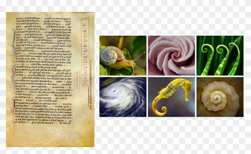 Fibonacci Sequence In Liber Abaci And Fibonacci Spiral - Fibonacci Sequence Spiral In Nature Clipart #2450343