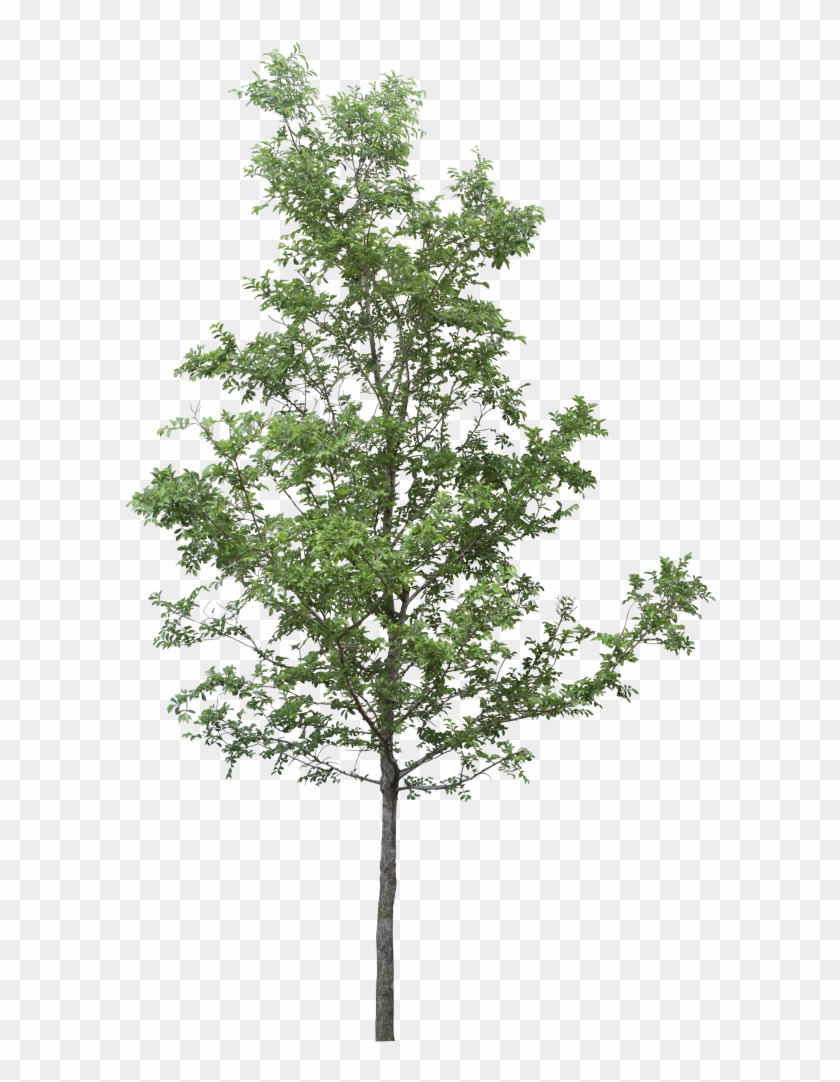 Tree Png Download - Transparent Background Png Tree Clipart