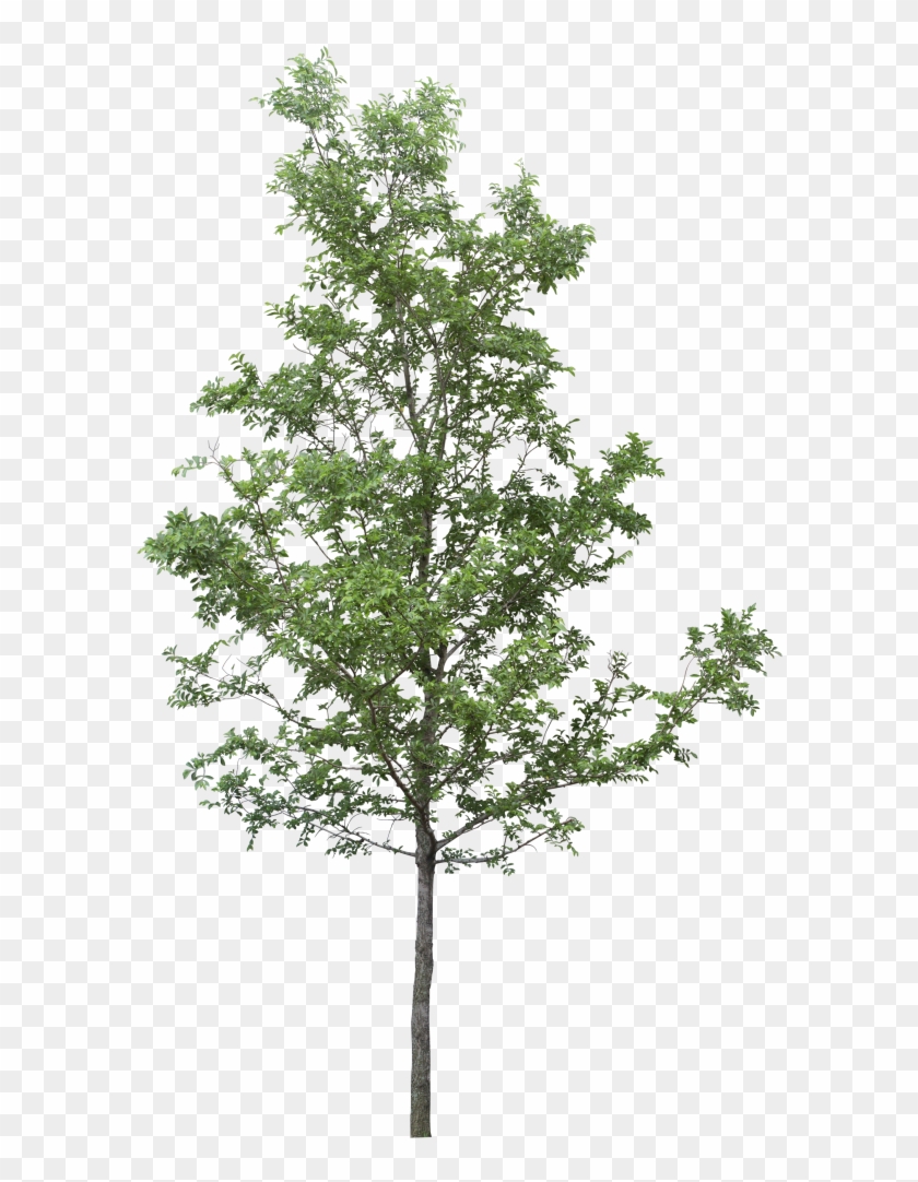 Tree Png Download - Transparent Background Png Tree Clipart #2451377
