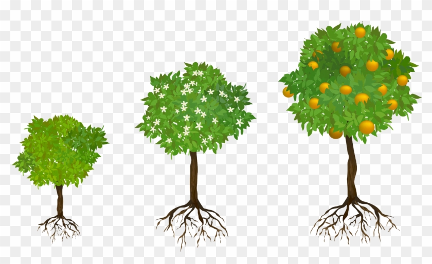 So It Is With Redwoods That Thrive In Groves, Where - Tree With Roots With Fruits Clipart