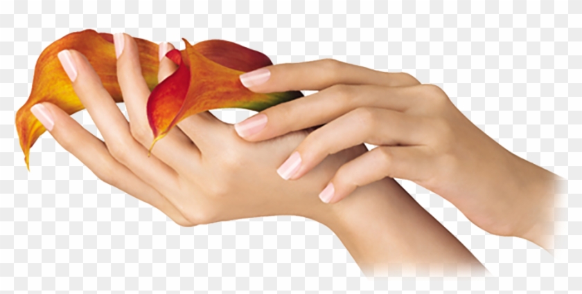 Hand And Flower Png Clipart #2451806
