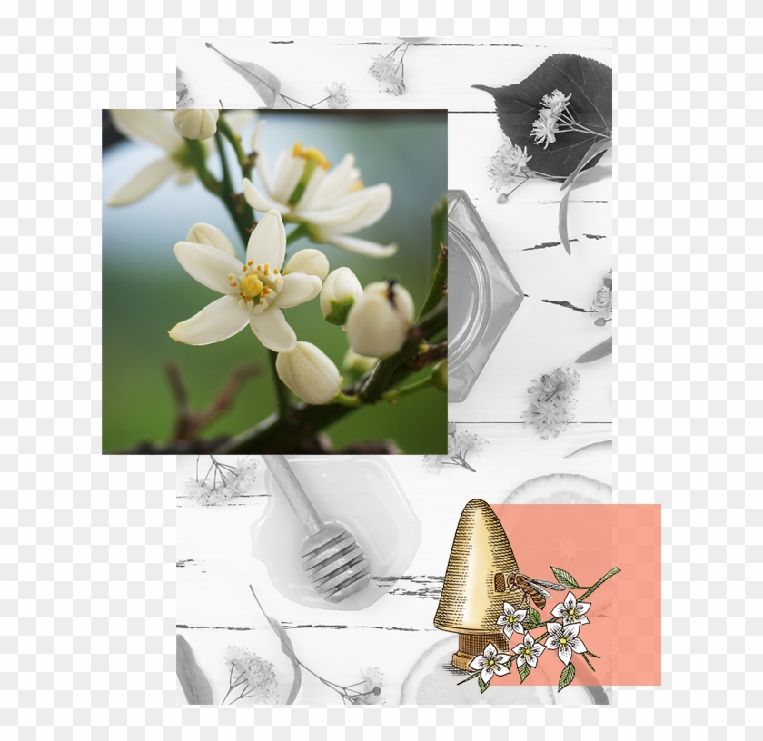 Explore Orange Blossom Honey - Jasmine Clipart