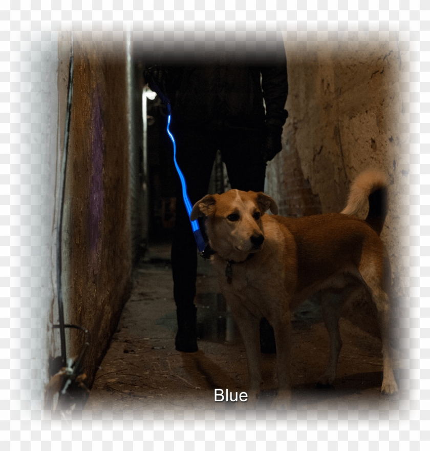 And The Baggies Pick'd Up Your Shit - Companion Dog Clipart