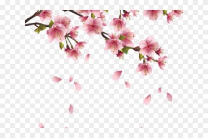 Drawn Cherry Blossom Pastel - Bunga Sakura Vector Png Clipart #2453034