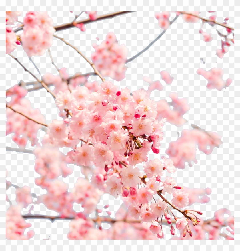 Japan Cherry Blossom Png Clipart