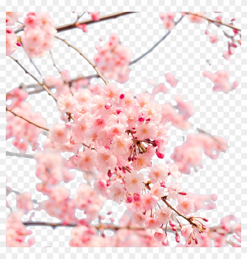 Japan Cherry Blossom Png Clipart 2453039 Pikpng