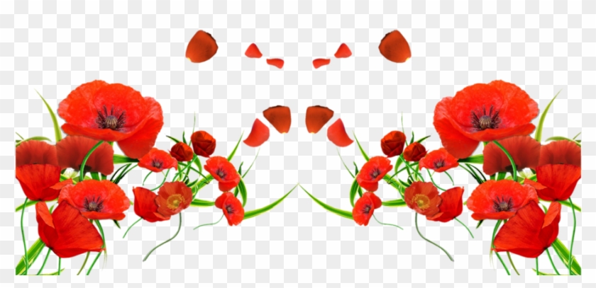 Forget Me Not Red Flowers , Png Download - Poppy Flower Png Clipart