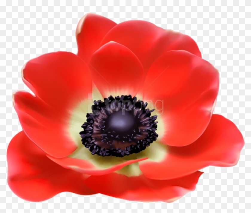 Free Png Download Red Flower Png Images Background - Poppy Flower Transparent Clipart