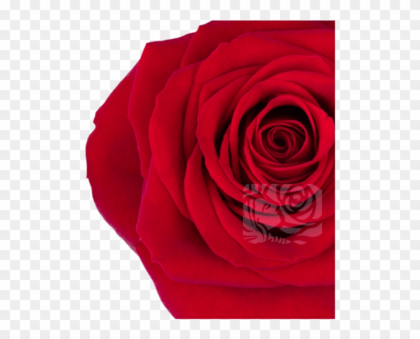 Deep Red Roses - Garden Roses Clipart #2453386