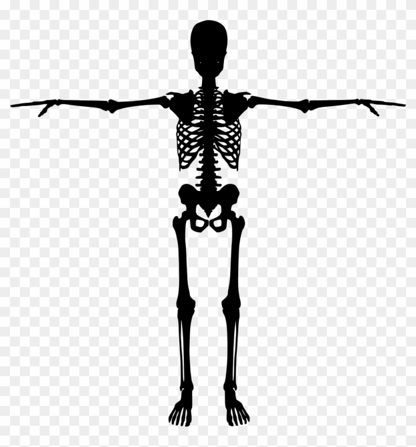 Download Png - Human Skeleton Silhouette Clipart #2453506