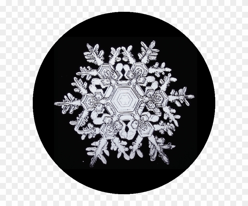 #happynationaldonutday For All The Lovers Of That Sweet - Wilson Alwyn Bentley Snowflakes Clipart