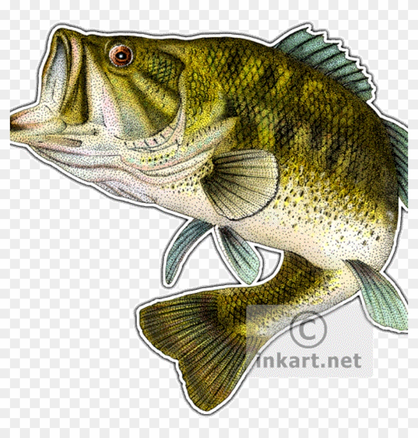 11+ Bass Fish Svg Free Pics Free SVG files | Silhouette and Cricut