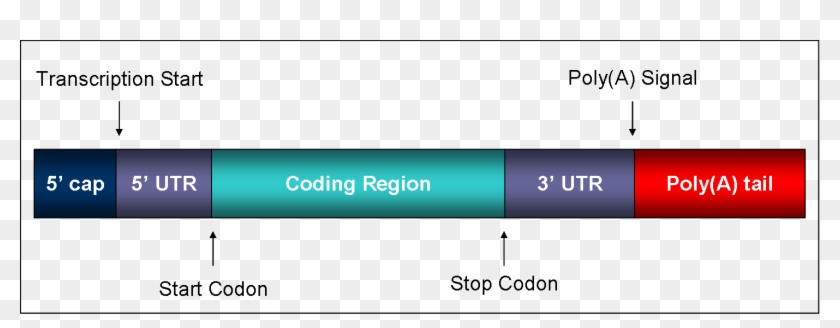 Mature Mrna - Mrna Regions Clipart