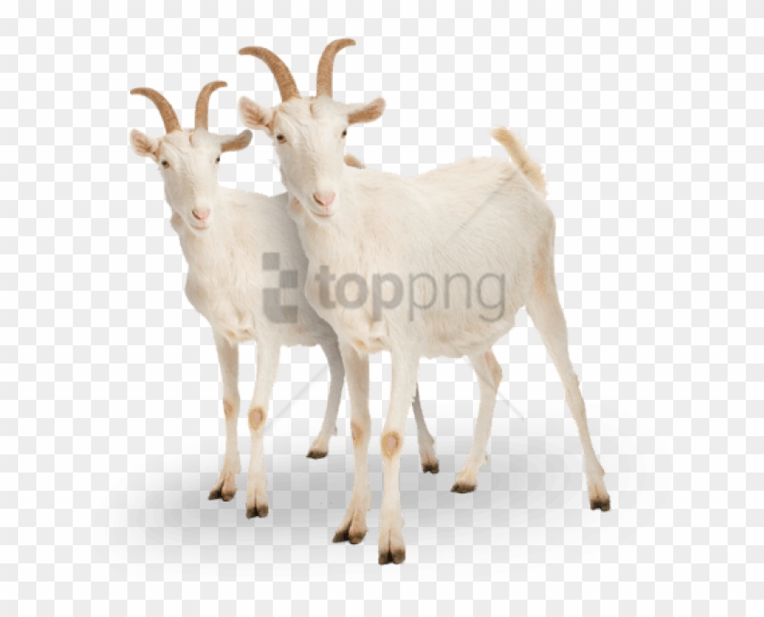 Free Png Goat Png Png Image With Transparent Background - White Goat Clipart #2455432