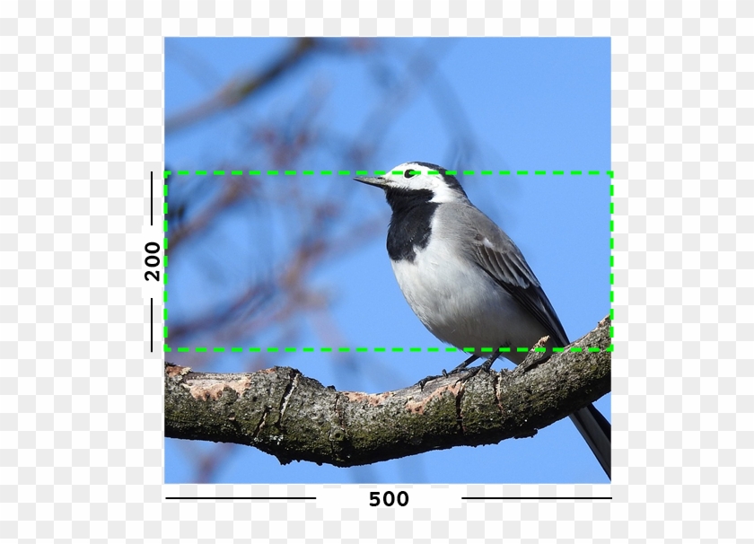 Example Of Min Filter On An Image - Old World Flycatcher Clipart