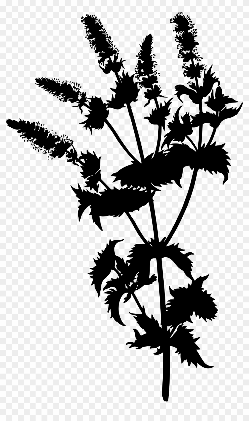 This Free Icons Png Design Of Spearmint - Vintage Botanical Art Clipart #2456931