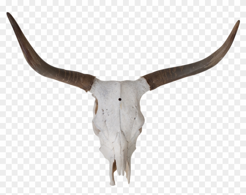 Vector Skulls Longhorn - Horn Clipart #2457649