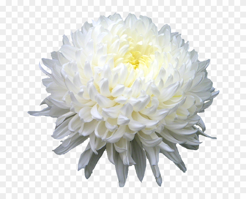Download Chrysanthemum Png Hd - White Chrysanthemum Flower Png Clipart