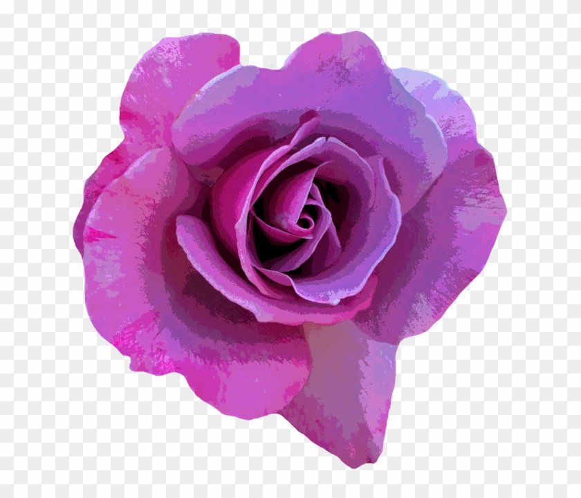 Rosa Color Lila Png Clipart #2460715