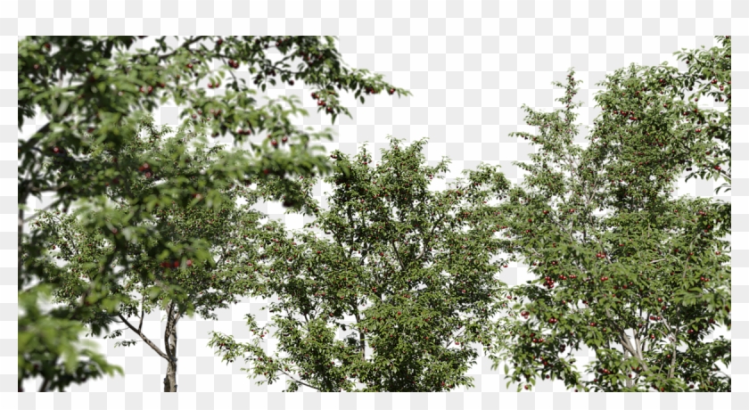 Cherry Tree 3 Pieces - Evergreen Clipart