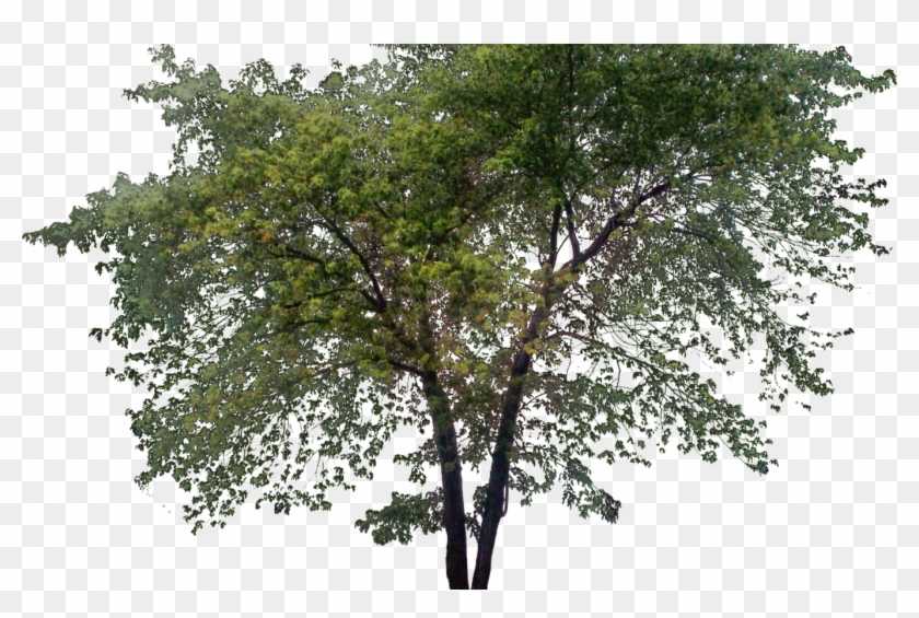 Tall Treepng Ph Pinterest Photoshop, Architecture - Tree In Elevation For Photoshop Clipart