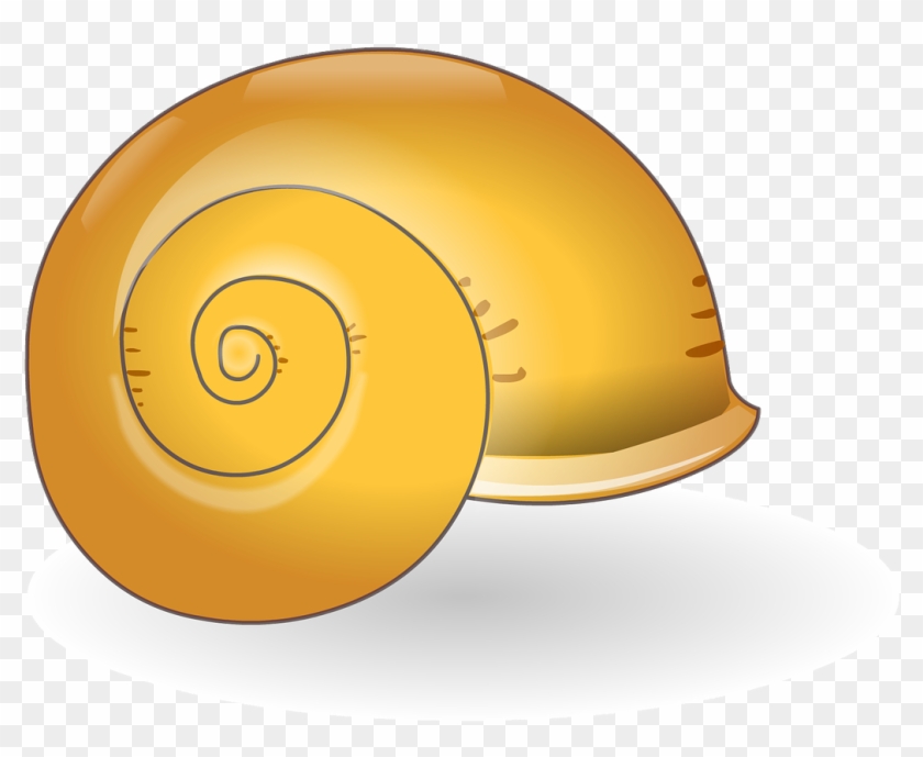 Shell Sea Shell Nature - Snail Clipart #2464574