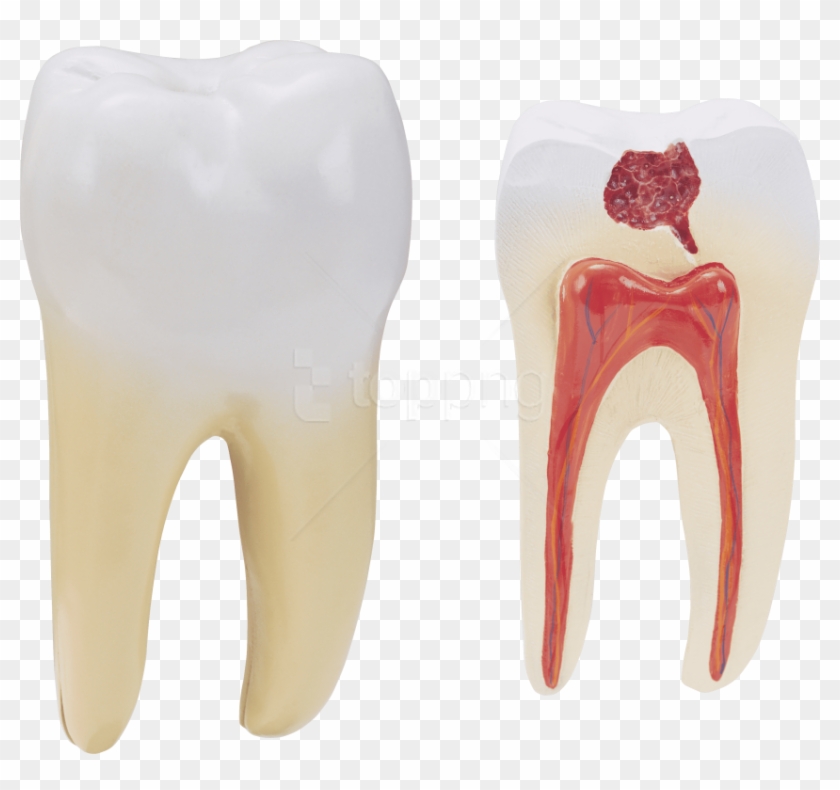 Free Png Download Teeth Png Images Background Png Images - Human Tooth Png Clipart