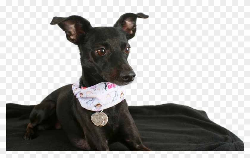 Black Dog Animal Transparent Png Image Pngriver Free - Maly Cierny Pes Clipart