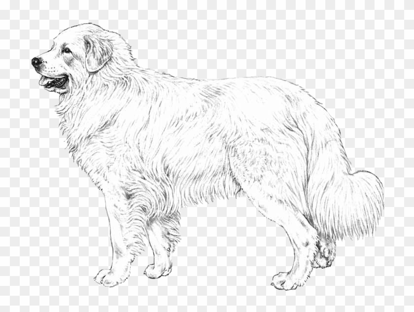 Great Pyrenees - Great Pyrenees Black Background Clipart #2469294