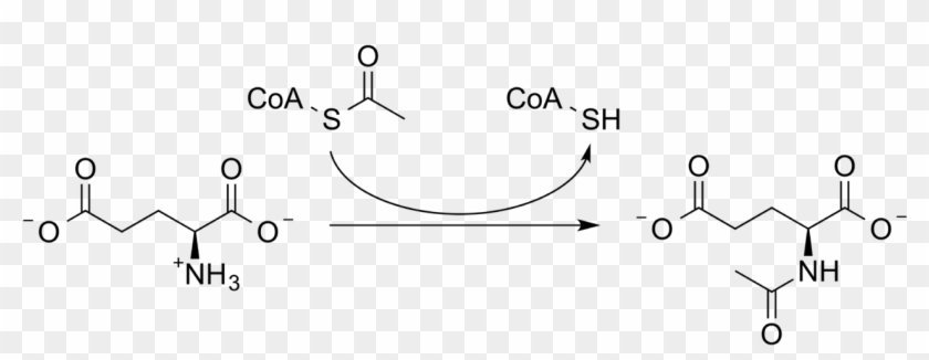 Acetylglutamate Synthase Clipart #2471255