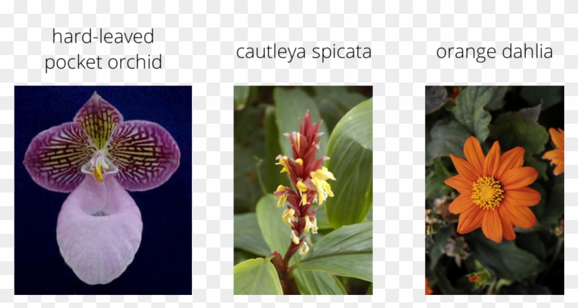 Alt Text - Pytorch Clipart