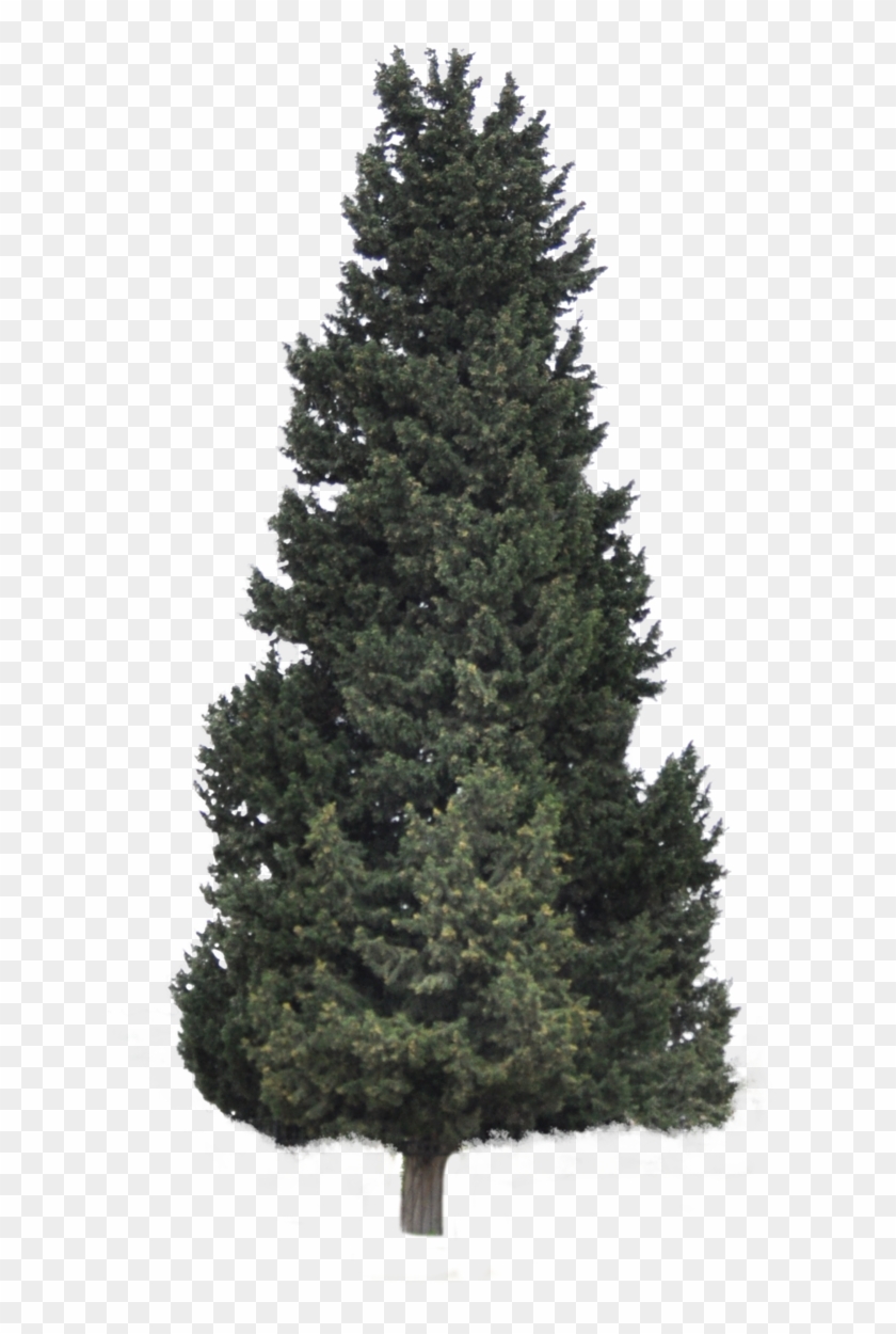 Pine Forrest Png Clip Art Royalty Free - Christmas Tree Transparent Png