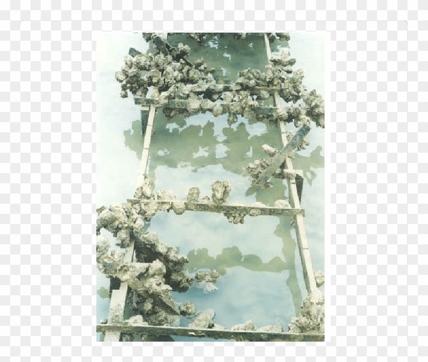 Sediment Accumulation Beneath Oyster Racks - Aerial Photography Clipart