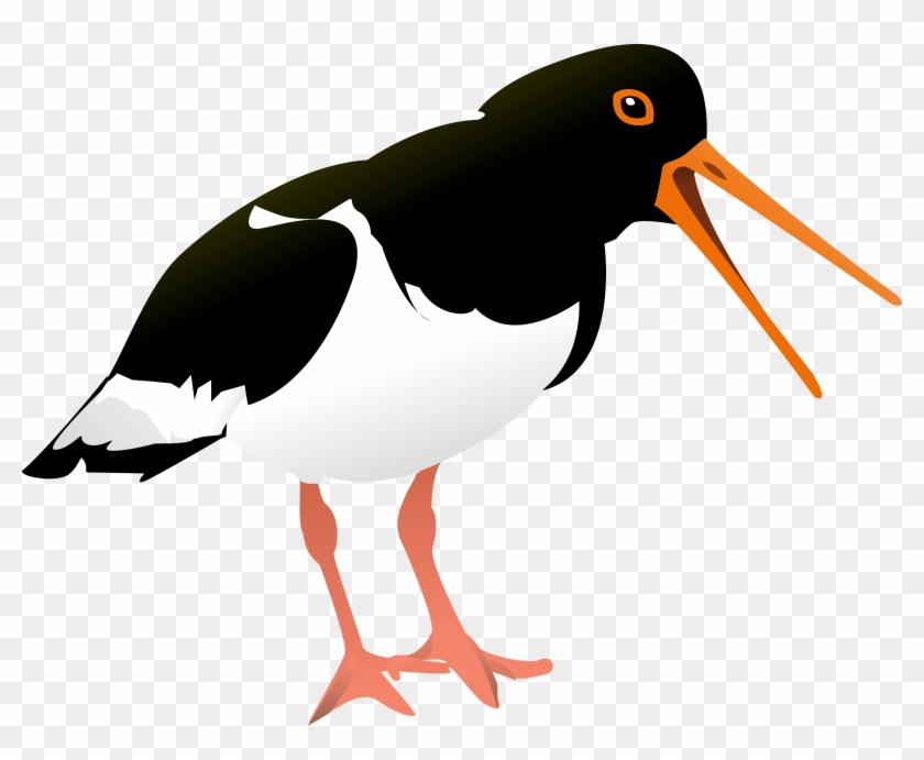 This Free Icons Png Design Of Oyster Catcher - Oystercatcher Clipart Transparent Png #2471854