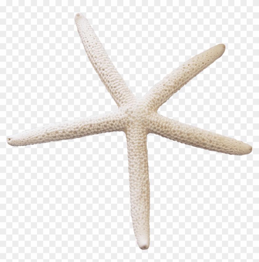 Download Starfish Png Transparent Images Transparent - Starfish Image With Transparent Background Clipart