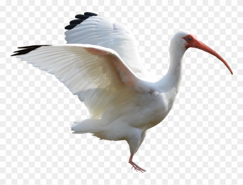 Transparent - Ibis Bird Png Clipart