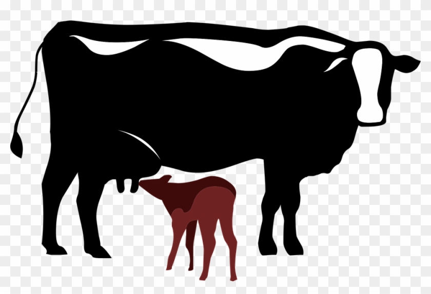 Vaca Y Ternero Png Clipart