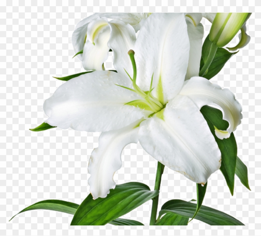 Transparent Background Lily Flower Clipart - Png Download #2478879