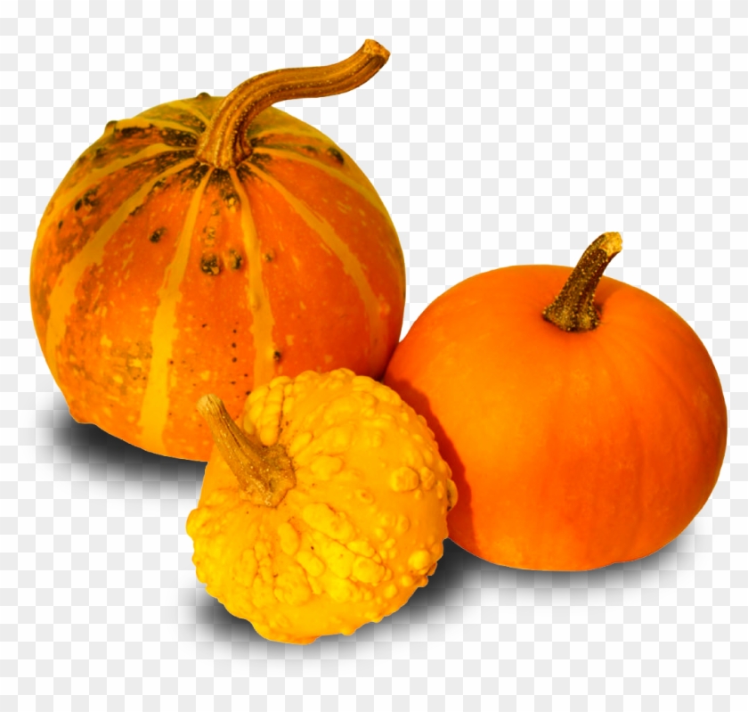 Pumpkins And Gourds Png , Png Download - Pumpkin Clipart #2481317