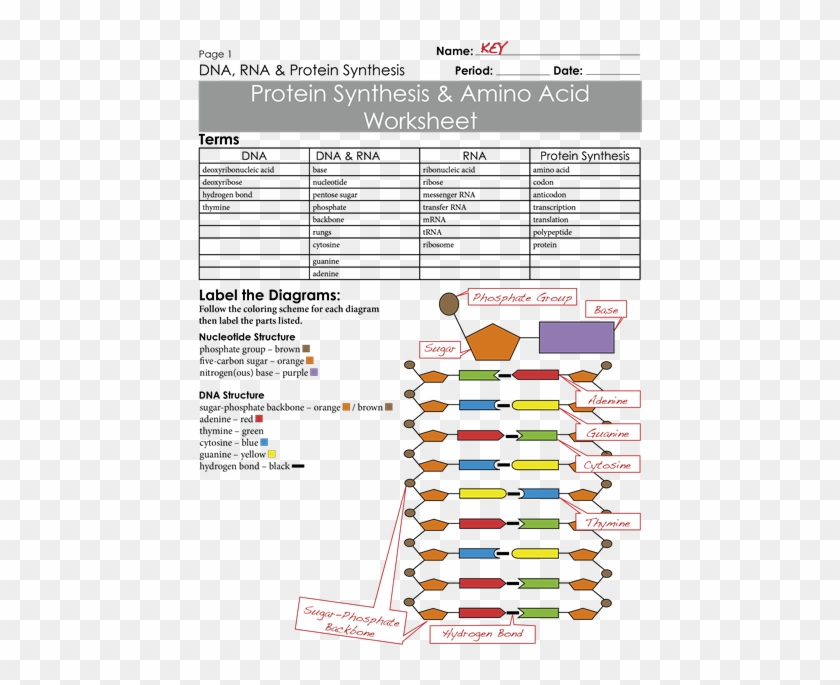 Protein Synthesis Worksheet Exercises Key - Protein Synthesis & Amino Acid Answer Key Clipart #2487644