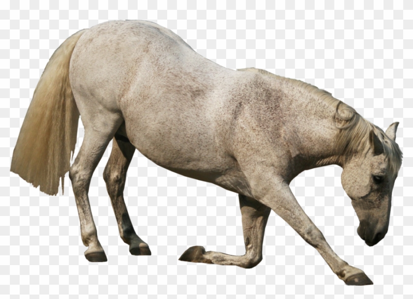 Water Buffalo Transparent Png - Andalusian Horse Transparent Clipart