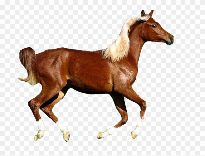 Ana - Psd Horse Clipart