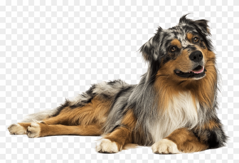 Dog Boarding - Australian Shepherd Brush Clipart