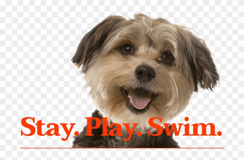 Stay - Play - Swim - - Dog Yawns Clipart #2489689