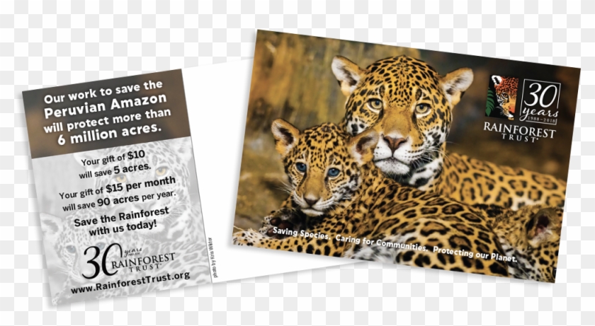 Rt Jaguar Postcard - Milwaukee County Zoo Clipart