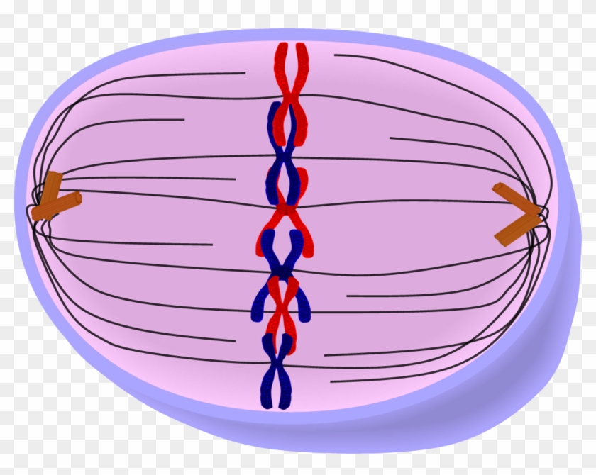 Picture Download Edupic Cell Drawings - Cell Metaphase Clipart