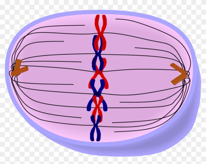 Picture Download Edupic Cell Drawings - Cell Metaphase Clipart #2491390