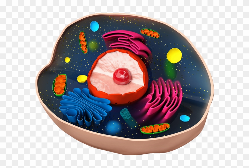 Eukaryotic Cell Png Clipart